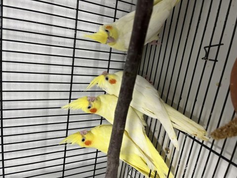 Bebek lutino sultan papağanları
