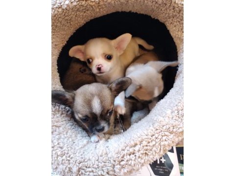 Chihuahua orjinal teacup bebekler