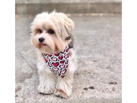 Yorkshire terrier eğitimli