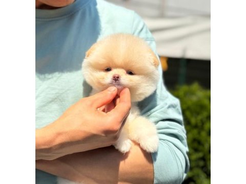 Show kalite pomeranian boo yavrular