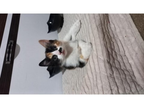Güzel calico kızlarımıza acil yuva kedimize