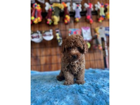 Pofuduk toy poodle bebekler