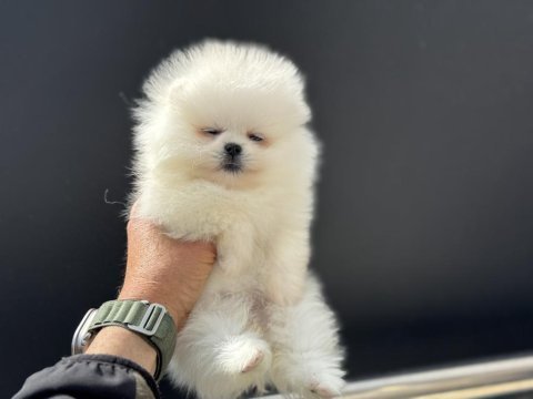 Petmode köpek çiftliğinden pomeranian yavrular
