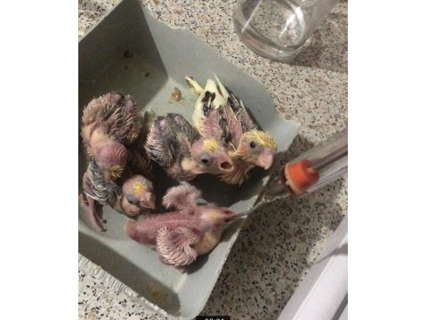El besleme yeme düşmüş sultan papağanı yavruları