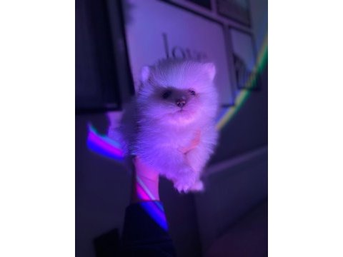 Erkek dişi pomeranian boo yavrular