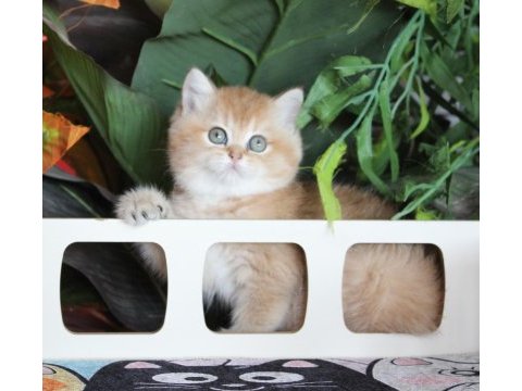 Safkan şecereli oyuncu dişi british shorthair hemen teslim