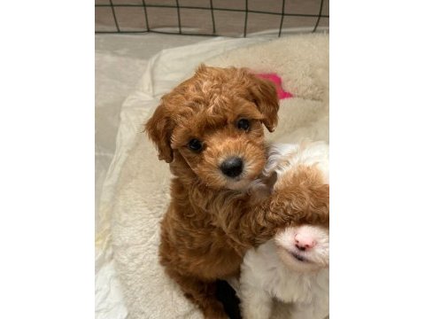 Ev ortamından toy poodle