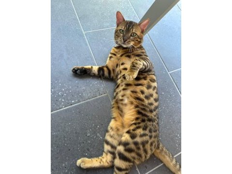Göz alıcı desenli bengal kedisi