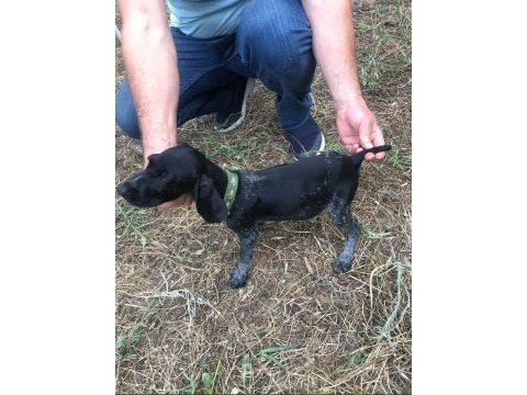 Yavru köpeklerimiz eğitime hazır