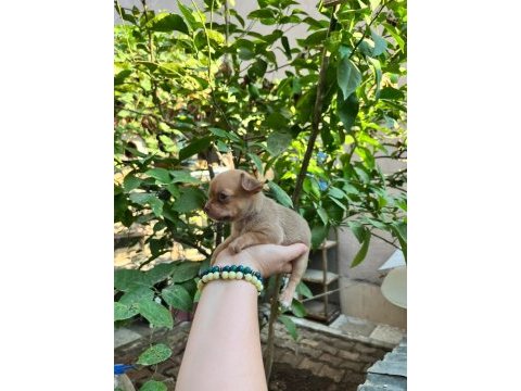 Avrupa standartlarındakı chihuahua ogullarım