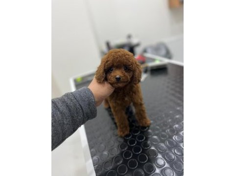 Kore kan orjinal toy poodle erkek
