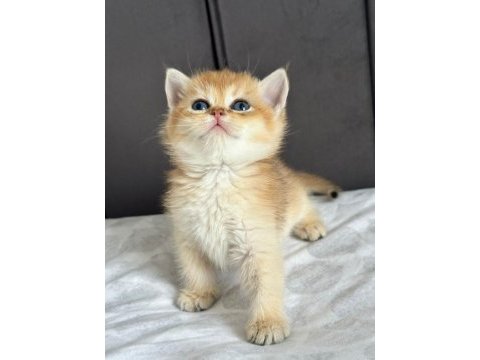 A kalite british shorthair gold yavrular