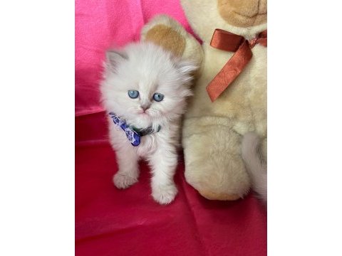 Safkan british longhair bebeklerim