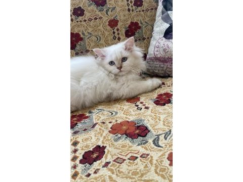 Dişi british longhair 4 aylık