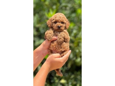 Üst düzey toy poodle yavrularımız