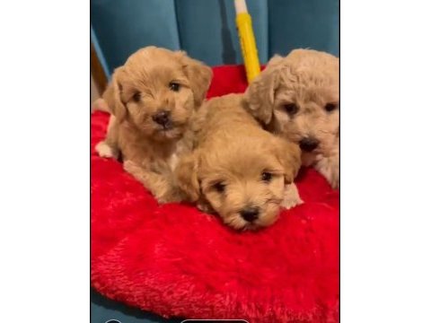 Maltipoo yavrularımız ırk ve sağlık garantili