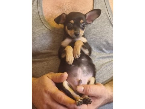Minyatür pinscher köpeği 2 aylık