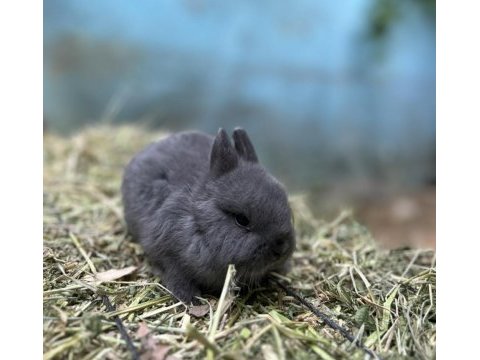 A kakite blue netherland dwarf cüce tavşan yavrular