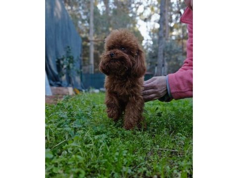 Teacup poodle erkek