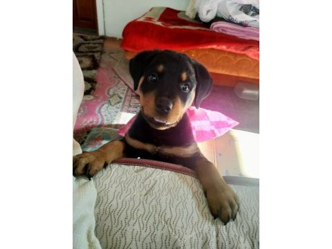 3 aylık safkan rottweiler yavru acil