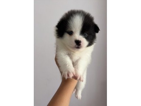 2 aylık pomeranian alman spitz