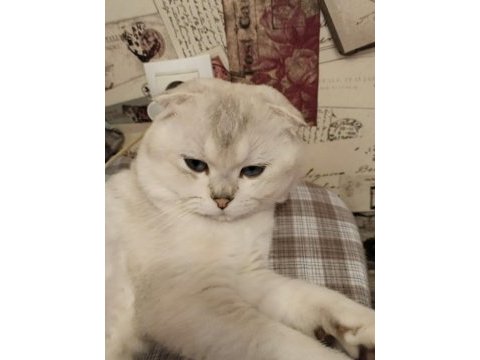 Mavi gözlü kedimiz