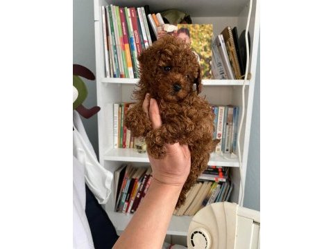 Safkan en küçük boy koyu renk toy poodle miniğim