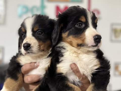 Petmode köpek çiftliğinden bernese yavrularımız