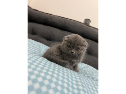 2 aylık scottish fold yavrumuza yuva arıyoruz