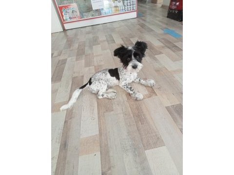 4 aylık dişi melez köpeğimiz