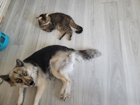 Köpeğimiz maya kızımızı mecburen sahiplendiriyoruz