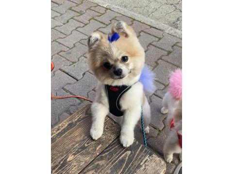 Pomeranian evlatlar