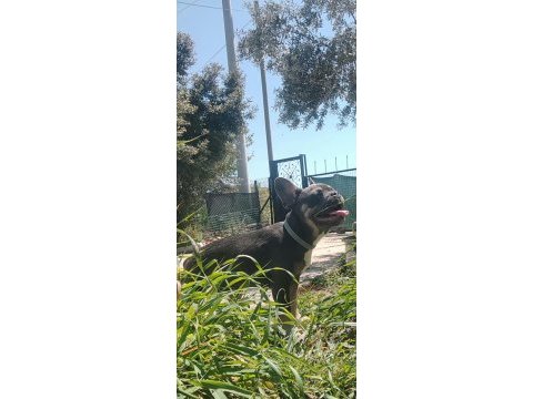 Blue tan french bulldog choco taşıyıcı dişi ve erkek 5 aylık
