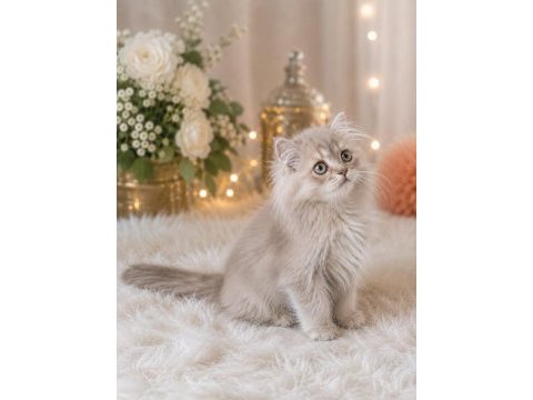 British longhair lilak golden sevimli cana yakın uysal