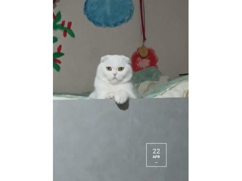 2 yaşında beyaz scottish fold