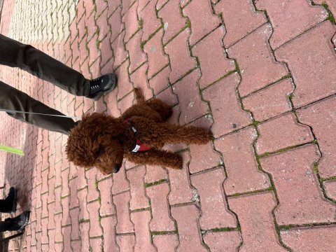 En koyu rengi red brown poodle