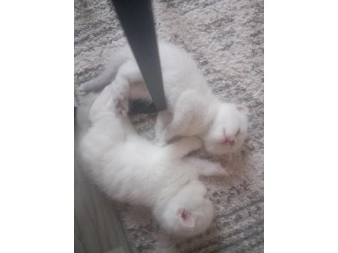 Scottish fold dişi ve erkek yavrular