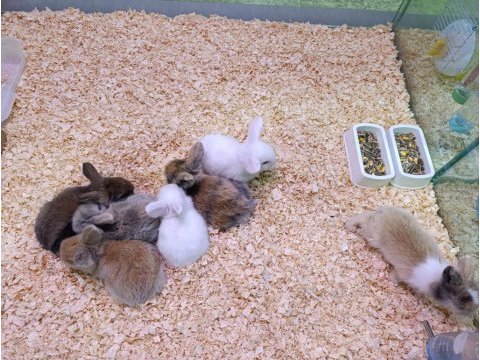 Hollanda lop tavşanı