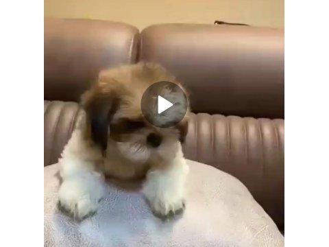 3 aylık erkek shih tzu
