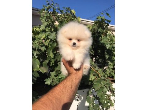 Beyaz ve orange ayı surat pomeranian minnoşlar