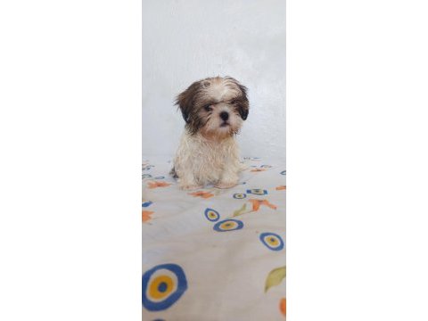 Ev ortamında büyüyen hareketli oyuncu shih tzu köpekler