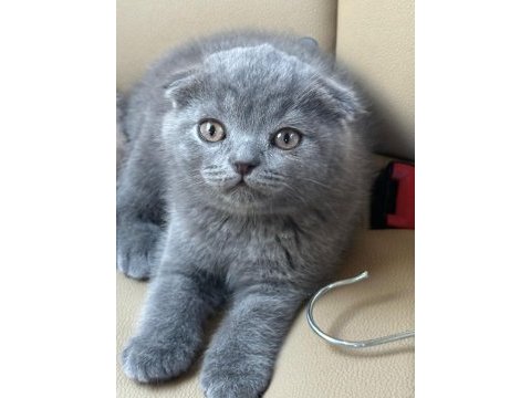Scottish fold yavrularım