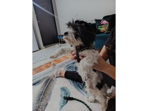 3 aylık maltese terrier