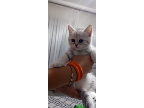 British shorthair yavrularım