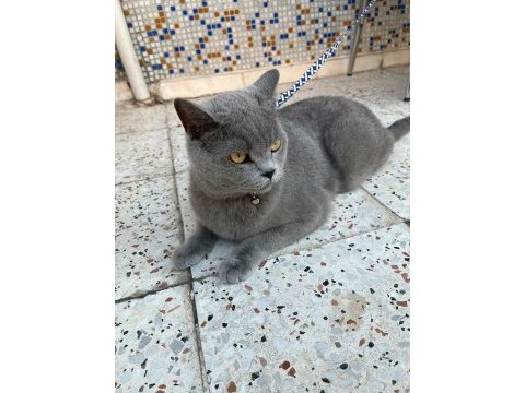Acil 5 yaşında kedimiz