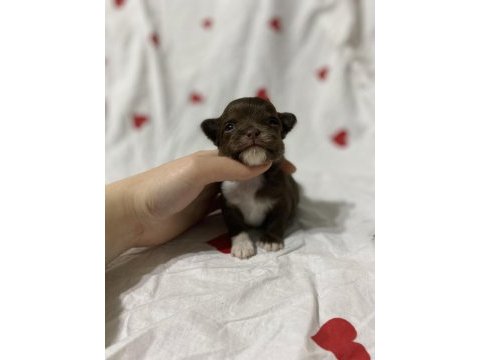Erkek çikolata şivava bebek