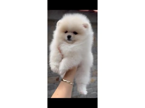 Sevimli pomeranian boo