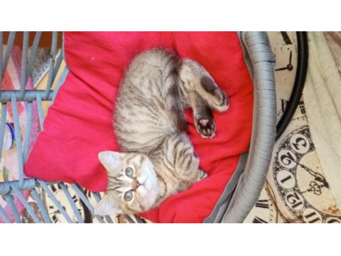 British shorthair ve british golden yavru kediler