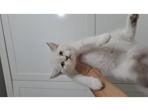 Scottish fold oyuncu yavrular