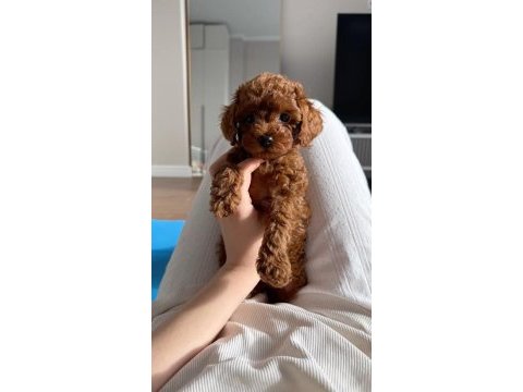 Toy poodle kore yavrumuz